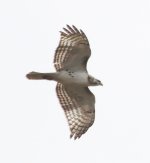 Hawk sp.JPG