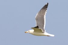 Heuglin's Gull (22) - Copy.jpg