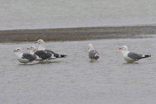 Heuglin's Gull (03) - Copy.jpg