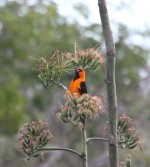 AltamiraOriole.jpg