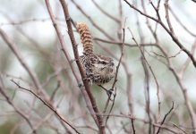 YucatanWren2.jpg