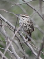 YucatanWren1.jpg