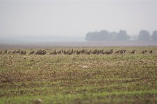 18+Pin-tailed+Sandgrouse+flock.jpg