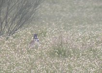 3+Little+Bustard+song.JPG