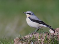 Northern_Wheatear_Grimley_13.03.17_BRS_T.jpg