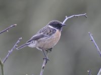 Stonechat_Holt_BRS_13.03.17_BF.jpg