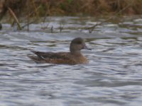 American_Wigeon_Grimley_13.03.17_BRS_BF.jpg