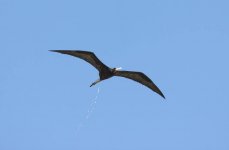 MagnificentFrigatebird.jpg