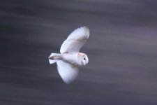 zCopy of Barn Owl.jpg