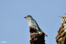 Pale-blue Flycatcher.JPG