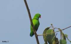 Vernal Hanging Parrot.JPG