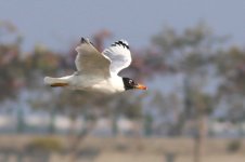 Great Black-headed Gull (01) - Copy.jpg