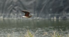 DSC04801 Oriental Pratincole @ RDBT.JPG