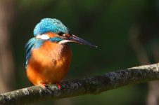 20170128 (19)_Kingfisher.JPG