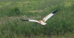 DSC04713 Siberian Crane @ Mai Po.JPG