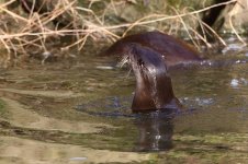 20170128 (42)_Otter.JPG