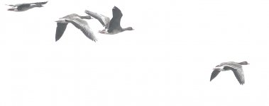DSC06301 Greater White-fronted Goose @ Po Delta III.JPG