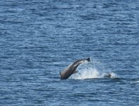 BN Dolphin_Girdle Ness_190217a.jpg