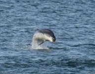 BN Dolphin_Girdle Ness_190217e.jpg