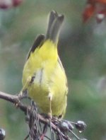 Crop_WilsonsWarbler_FresnoHome_20170107_IMG_4933.jpg