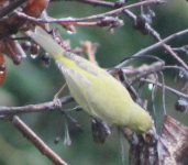 Crop_WilsonsWarbler_FresnoHome_20170107_IMG_4929.jpg