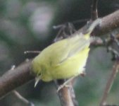 Crop_WilsonsWarbler_FresnoHome_20170107_IMG_4908.jpg