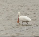 Ellada Valerie Spoonbill Kalloni Salt Pans 190217.JPG