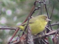 Crop_WilsonsWarbler_FresnoHome_20170107_IMG_4902.jpg