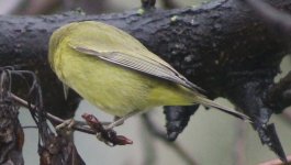 Crop_WilsonsWarbler_FresnoHome_20170107_IMG_4941.jpg