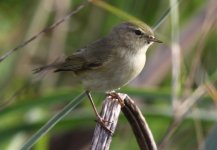 Willow Warbler_0764.jpg