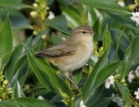 Chiff-chaff_0725.jpg