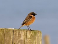 stonechat791.JPG