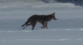 coyote on the lake.jpg