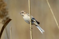 Pallas's Reed Bunting.jpg