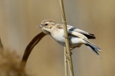 Pallas's Reed Bunting (1).jpg