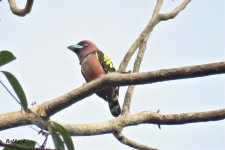 Banded Broadbill, male.jpg