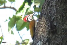 Common Flameback.JPG