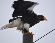 Stellers Sea Eagle_Notsuke_221216c.jpg