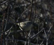 170112_Redding_RubyCrownedKinglet_bf_before.jpg