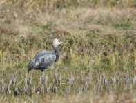 Hooded Crane_Arasaki_281216c.jpg