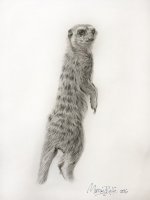 meerkat-drawing-murray-ralfe.jpg