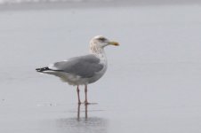 Vega Gull (01) - Copy.jpg