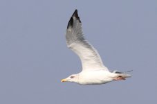 Vega Gull (03) - Copy.jpg