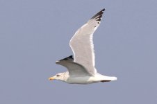 Vega Gull (05) - Copy.jpg