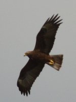 mopani eagle.JPG