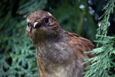 Dunnock1.jpg