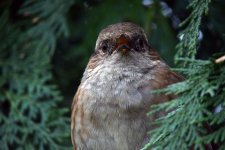 Dunnock2.jpg