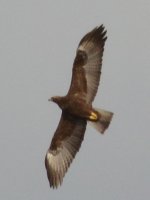 Mopani-eagle.JPG