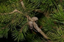 pine cone 300mm.JPG