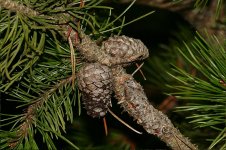 pine cone tele.JPG